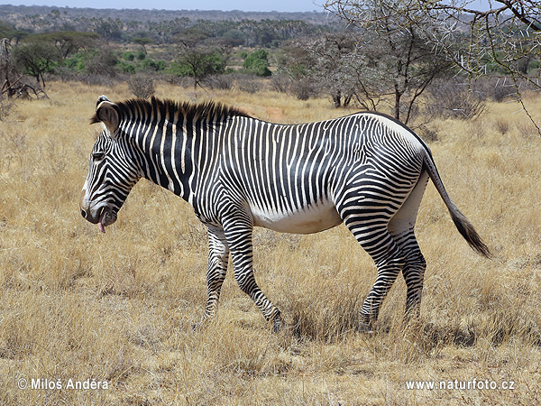 Grevy zebrası