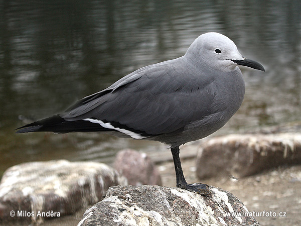 Grey Gull (Leucophaeus modestus)