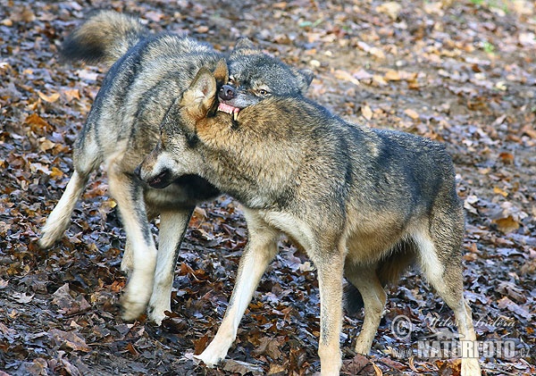 Grey volf (Canis lupus)