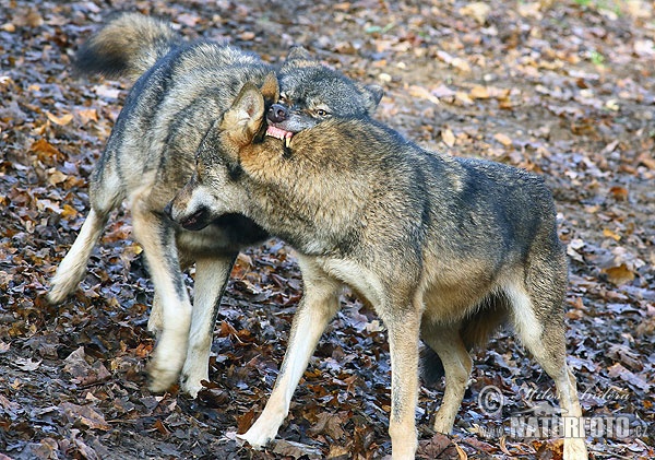 Wolf Photos, Wolf Images, Nature Wildlife Pictures | NaturePhoto