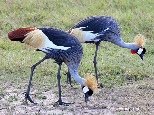 Gru coronata grigia