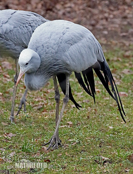 Grue de paradis