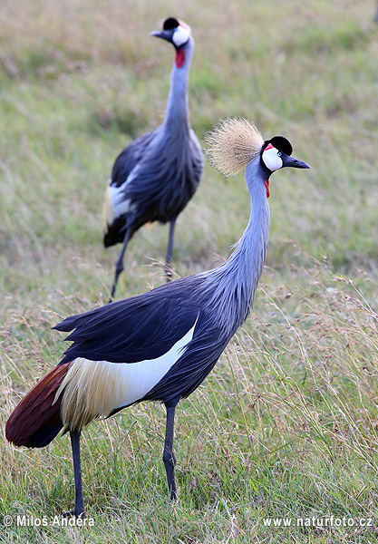 Grulla coronada cuelligrís