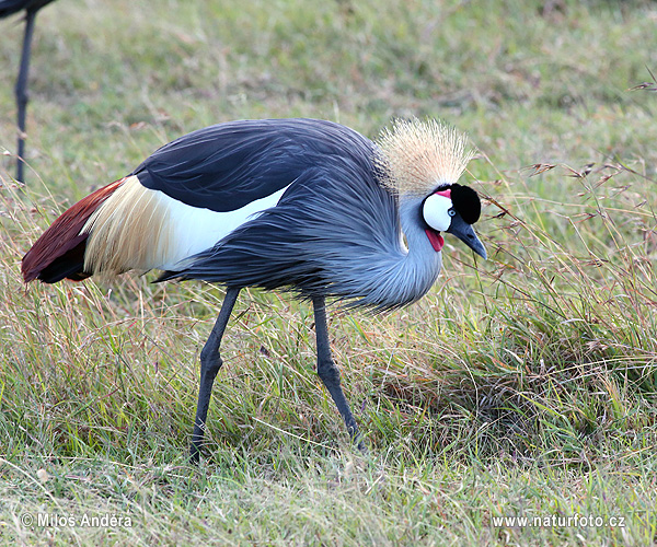 Grulla coronada cuelligrís