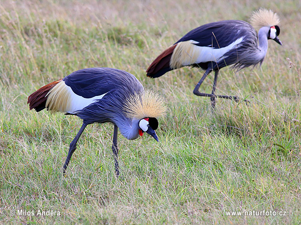 Grulla coronada cuelligrís