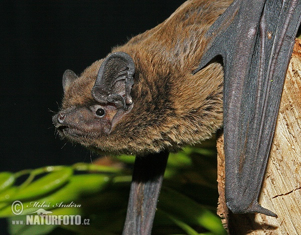 Hairy-armed Bat (Nyctalus leisleri)