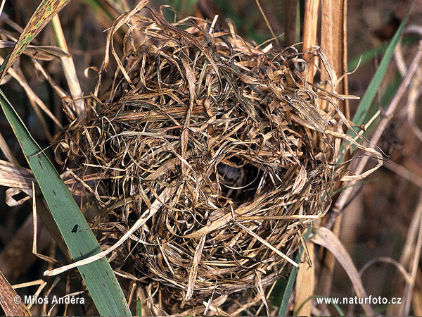 Harvest Mouse (nest) (Micromys minutus)