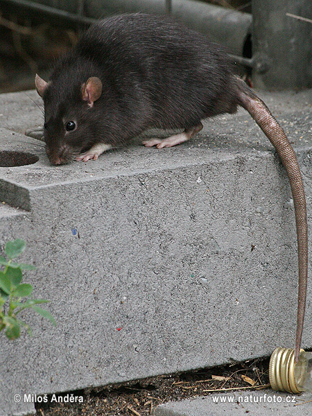 Házi patkány