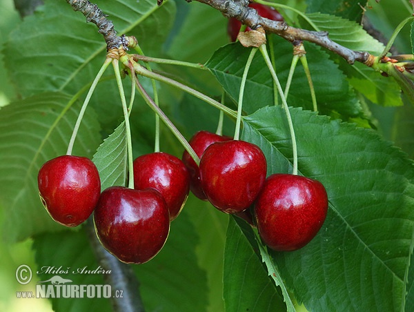 Heart cherries (Prunus avium var. juliana)