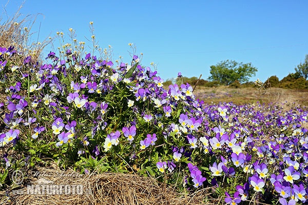 Heartsease, Heart's ease (Viola tricolor)