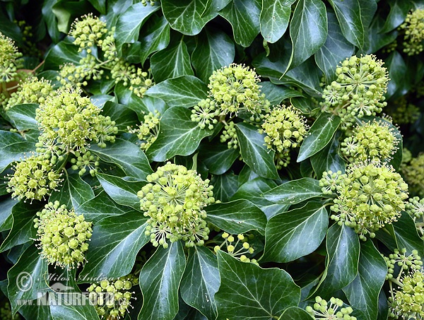 Hedera helix