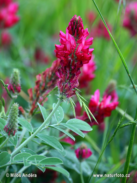 Hedysarum coronarium