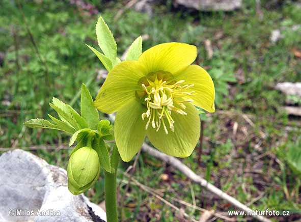 Helleborus cyclophyllus