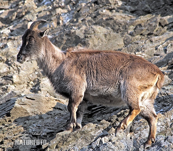 Hemitragus jemlahicus