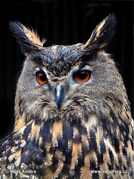 Hibou grand-duc