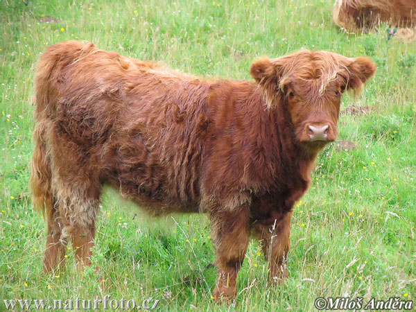 Highland cattle