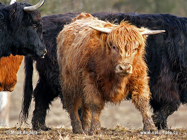 Highland Cattle (Bos primigenius f. taurus)