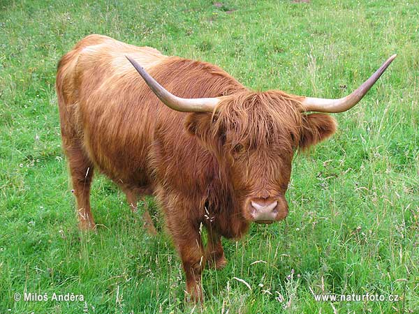 Highland race bovine