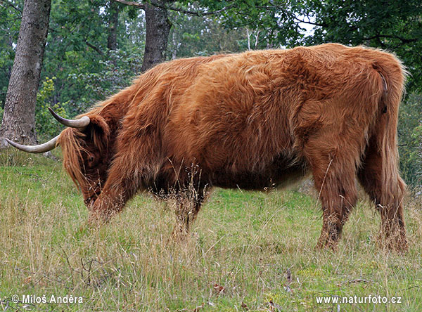 Highland race bovine