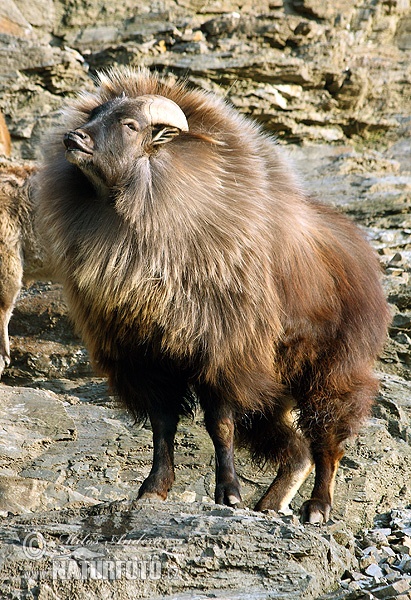 Himalayan tahr Photos, Himalayan tahr Images, Nature Wildlife Pictures | NaturePhoto