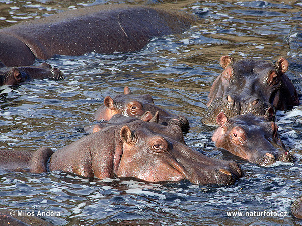 Hippopotame