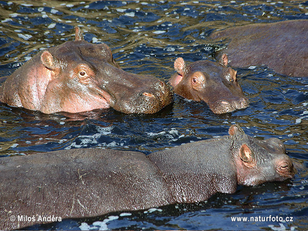 Hippopotame