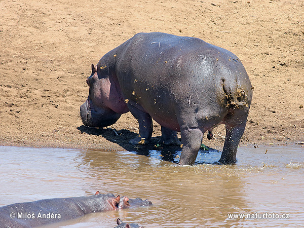 Hippopotamus, Hippo (Hippopotamus amphibius)