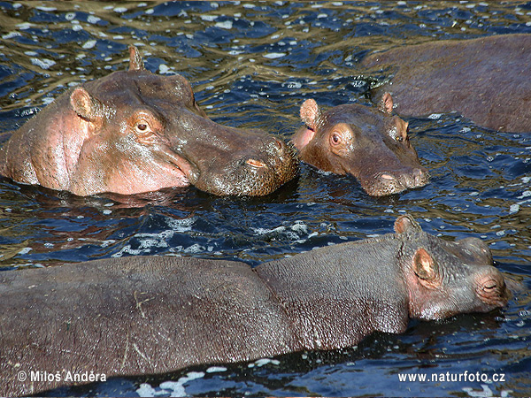 Hippopotamus, Hippo (Hippopotamus amphibius)