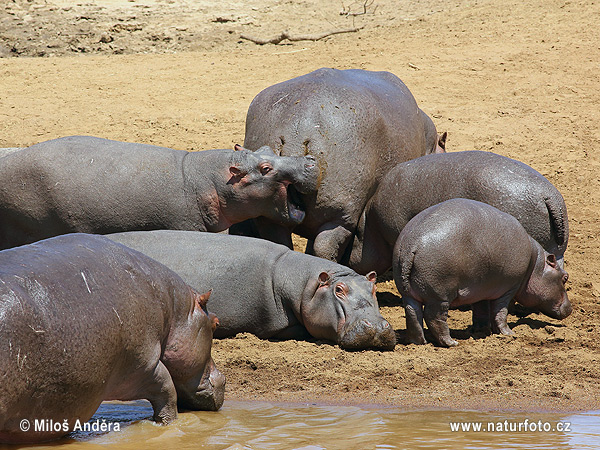 Hippopotamus amphibius