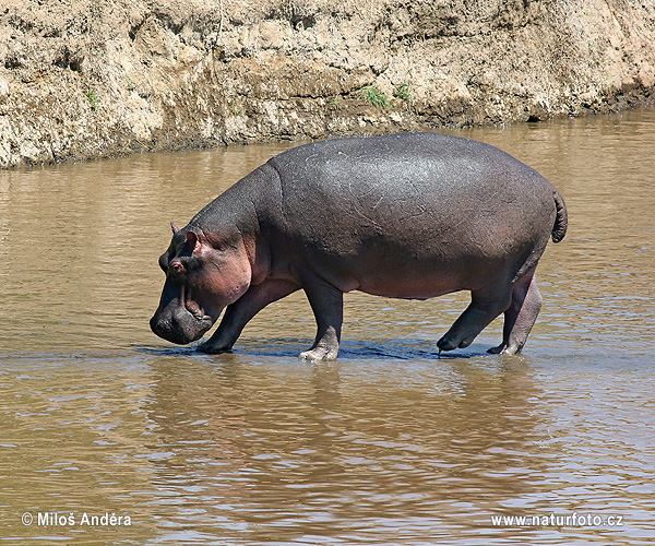 Hippopotamus amphibius