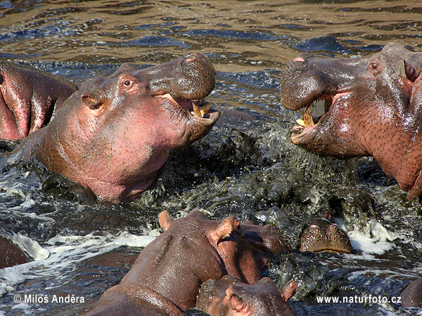 Hippopotamus amphibius