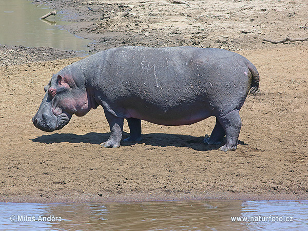 Hippopotamus amphibius