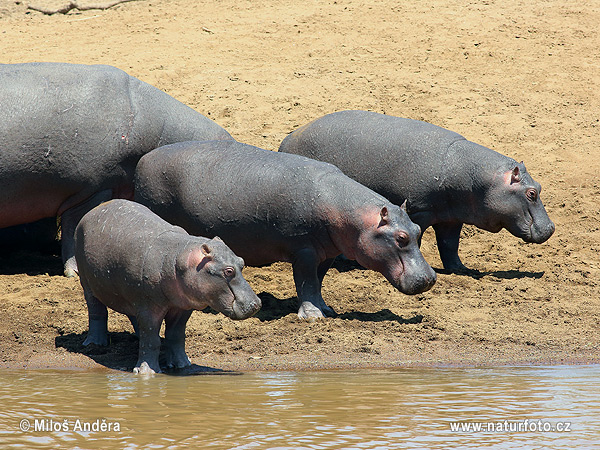 Hippopotamus amphibius