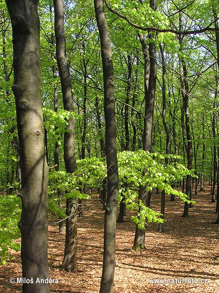 Holandia kraina historyczna