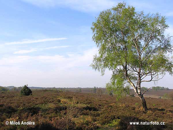 Holland region