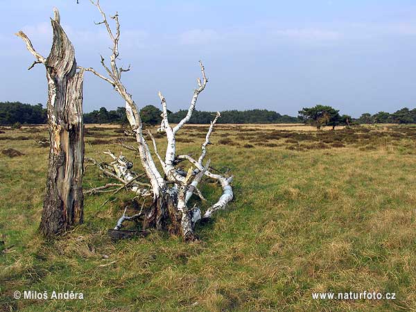 Holland region