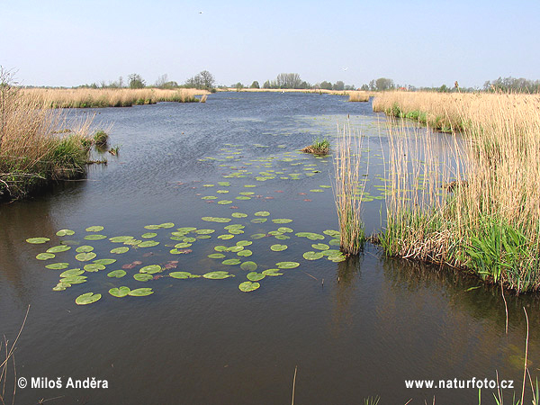 Holland region