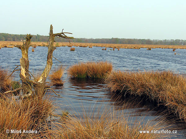 Holland region