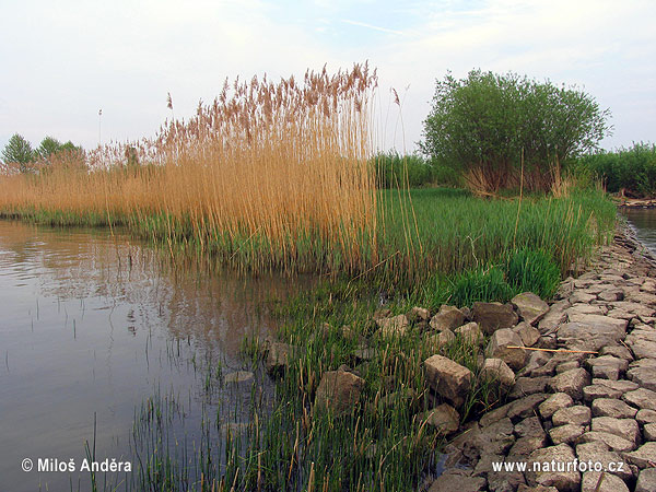 Holland region