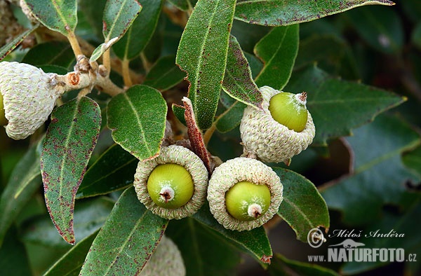 Holm oak (Quercus ilex)