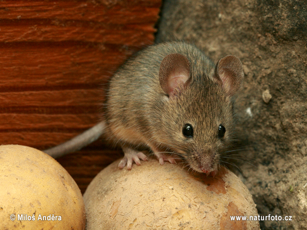 House Mouse (Mus musculus)
