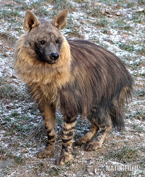 Hyaena brunnea