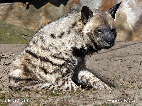 Hyaena hyaena