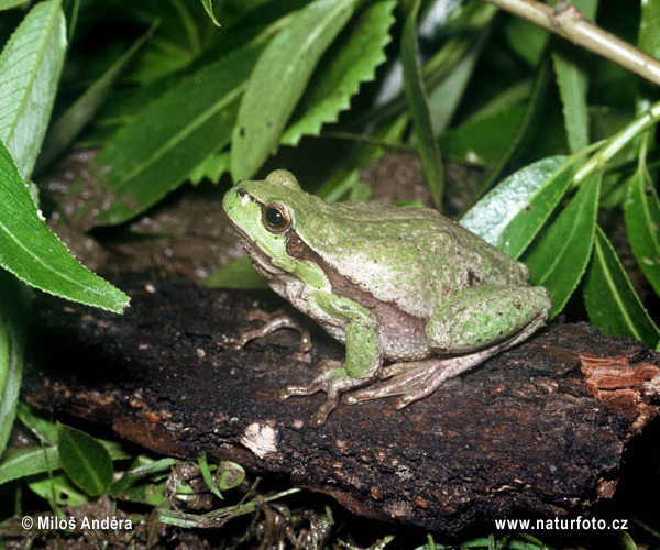 Hyla arborea