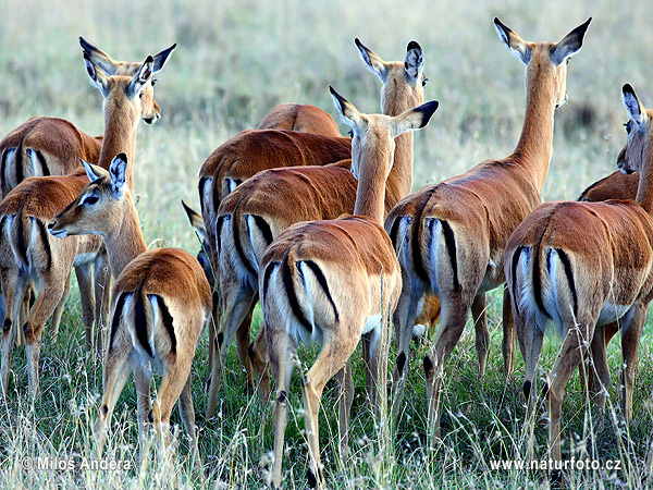 Impala