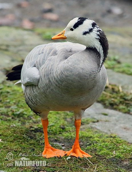 Indische gans