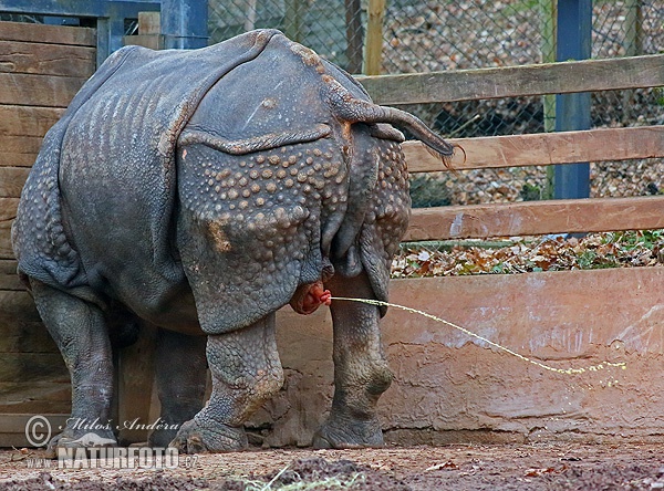 Indische neushoorn