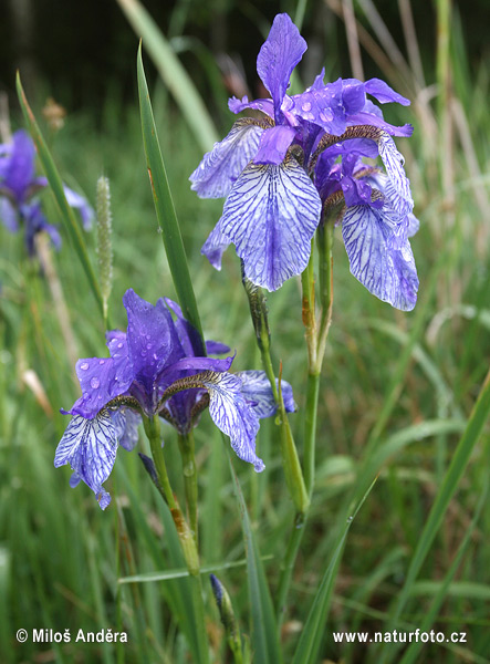 Iris sibirica