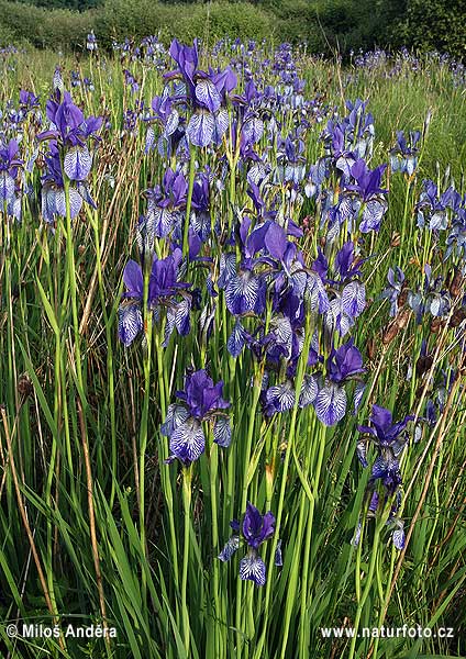 Iris sibirica