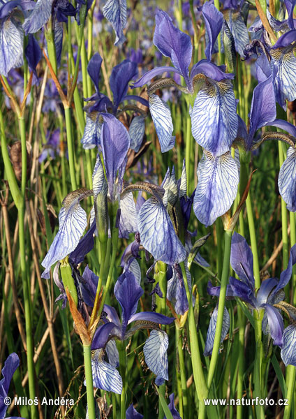 Iris sibirica